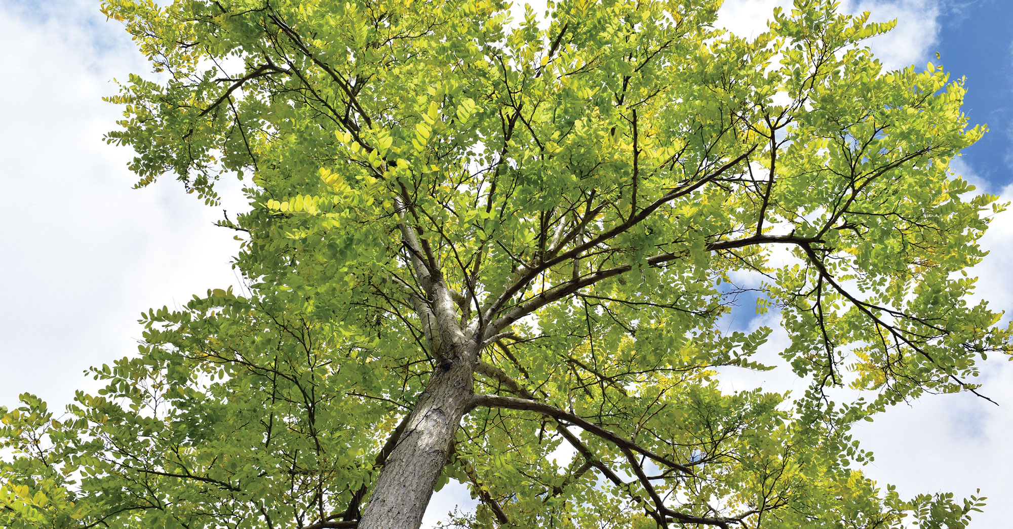 TreesCharlotte Tree Canopy Conservation Charlotte NC Nonprofit