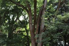 019_Japanese-Pagoda-Scholar-Tree_Entire-Tree_Orginal-photo.jpg-1