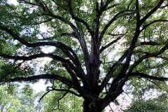 037_White-Oak_Entire-Tree_Updated-photo-2020