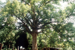 037_White-Oak_Full-Tree_Original-Photo