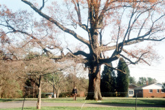 039_Southern-Red-Oak_Full-Tree_Original-Photo