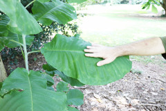 043_Big-Leaf-Magnolia_Leaf-size_Updated-photo-2020