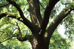 045_Live-Oak_Full-Tree_Updated-Photo-20202