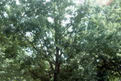 047_Sawtooth-Oak_Full-Tree_Original-Photo