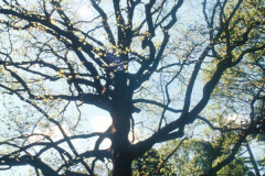 053_Sweetgum_Entire-Tree-in-Spring_Original-Photo