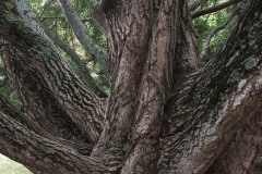 054_Ginkgo-Tree_Trunk-detail_Updated-photo-2019