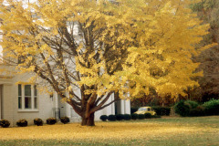 054_Ginkgo_Whole-tree-during-fall_Original-Photo
