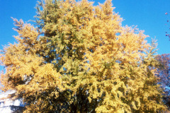 054_Ginkgo_Whole-tree-in-fall_Original-Photo