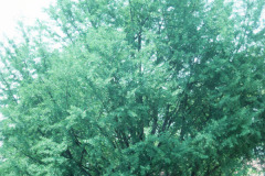 054_Ginkgo_Whole-tree_Original-Photo