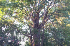 056_Ginkgo-_Entire-Tree_Updated-photo-2018