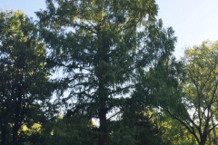 060_Dawn-Redwood_Entire-Tree_Updated-photo-2019