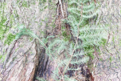 060_Dawn-Redwood_Foliage_Updated-photo-2020