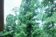 060_Dawn-Redwood_Full-Tree_Original-Photo