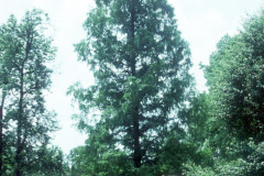 060_Dawn-Redwood_Full-tree_Original-Photo1