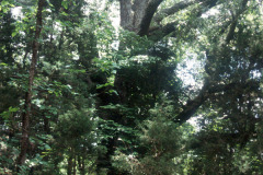 065_Southern-Red-Oak_Entire-Tree_Original-Photo