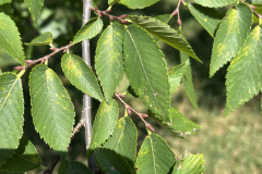American-Elm-74-4