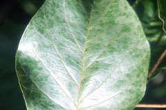 073_Eastern-Cottonwood_Leaves_Original-photo