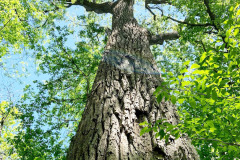 073_Eastern-Cottonwood_Trunk-and-canopy_Updated-photo-2020