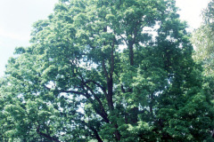 077_White-Oak_Whole-tree-over-road_Original-photo