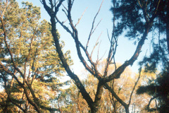 078_Devils-Walking-Stick_Entire-tree-dormant_Original-photo