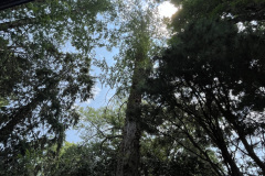 bald-cypress-80-or-381