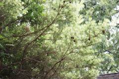 083_Dragons-Eye-Pine_Foliage_Updated-photo-2020