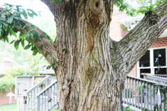 086_Chinese-Chestnut_Entire-Trunk_Updated-photo-2020
