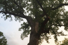 096_Yellow-Poplar_Entire-tree_Updated-photo-2019