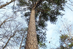 101_Virginia-Pine_Trunk-and-canopy_Updated-photo-2020