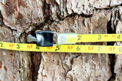 101_Virginia-Pine_Trunk-measurements_Updated-photo-2020