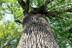 102_Pumpkin-Ash_Trunk-and-canopy_Updated-photo-2019