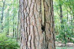 106_Loblolly-Pine_Trunk-damage-from-lightning_Updated-photo-2020