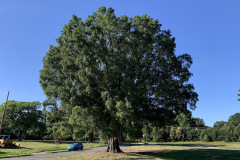 willow-oak-129