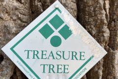 Yellow-Poplar-146-12-Copy