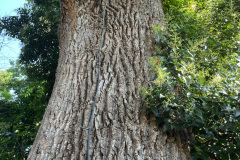 Yellow-Poplar-146-14