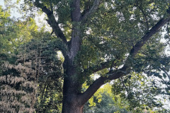 Yellow-Poplar-146-15