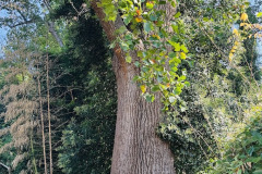 Yellow-poplar-146-16