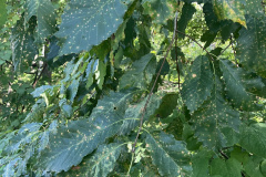 Photo-Sep-05-2025-1-52-28-PM