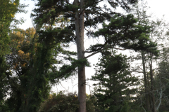 Waddell-Park-Tree-Walk-8.22.24-20