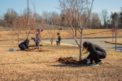 RamblewoodWaddellTreesilienceTreeCare1.11.24-22