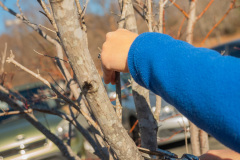 RamblewoodWaddellTreesilienceTreeCare1.11.24-30-Copy