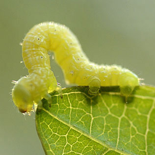 cankerworm fall worms charlotte spotted invasion worm tags hundreds called eating
