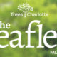 Charlotte Tree Canopy Conservation Trees Charlotte Nonprofit