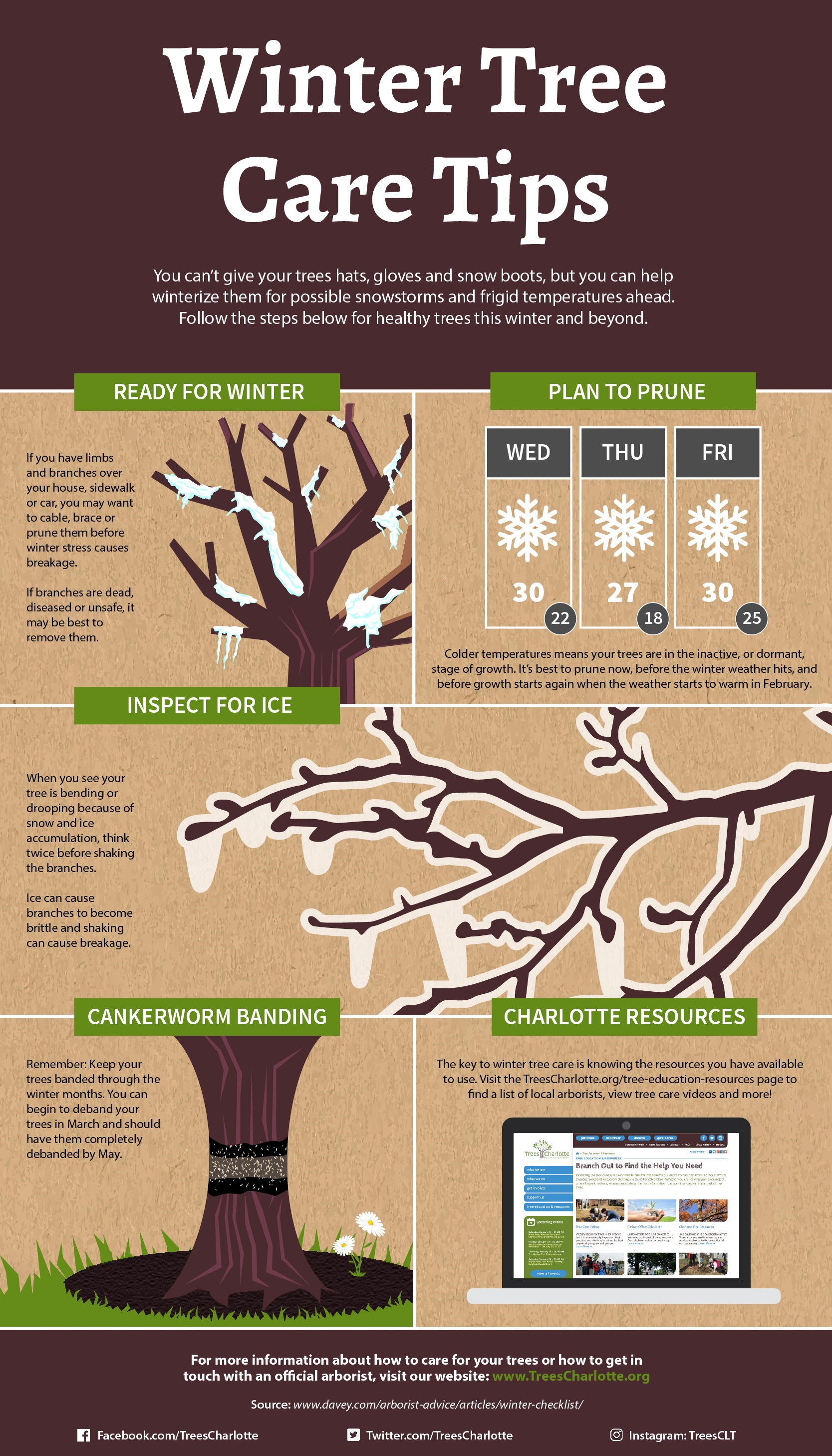 Winter Tree Care Tips - Casey Trees