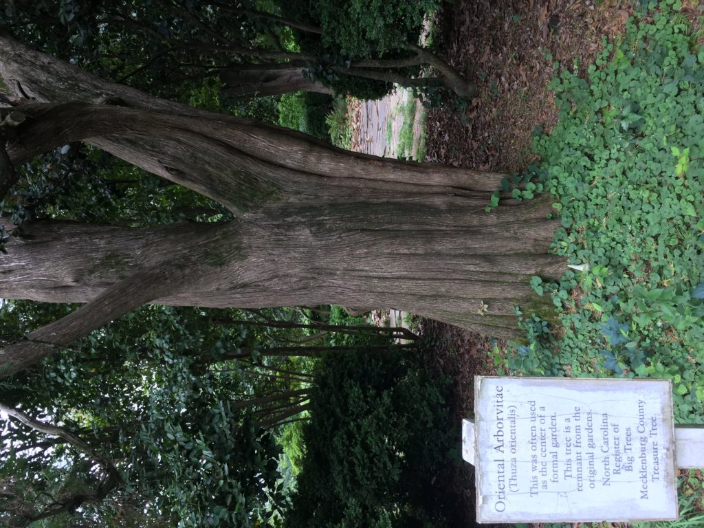 The Tree Rosedale Oriental Arborvitae, Rosedale - TreesCharlotte