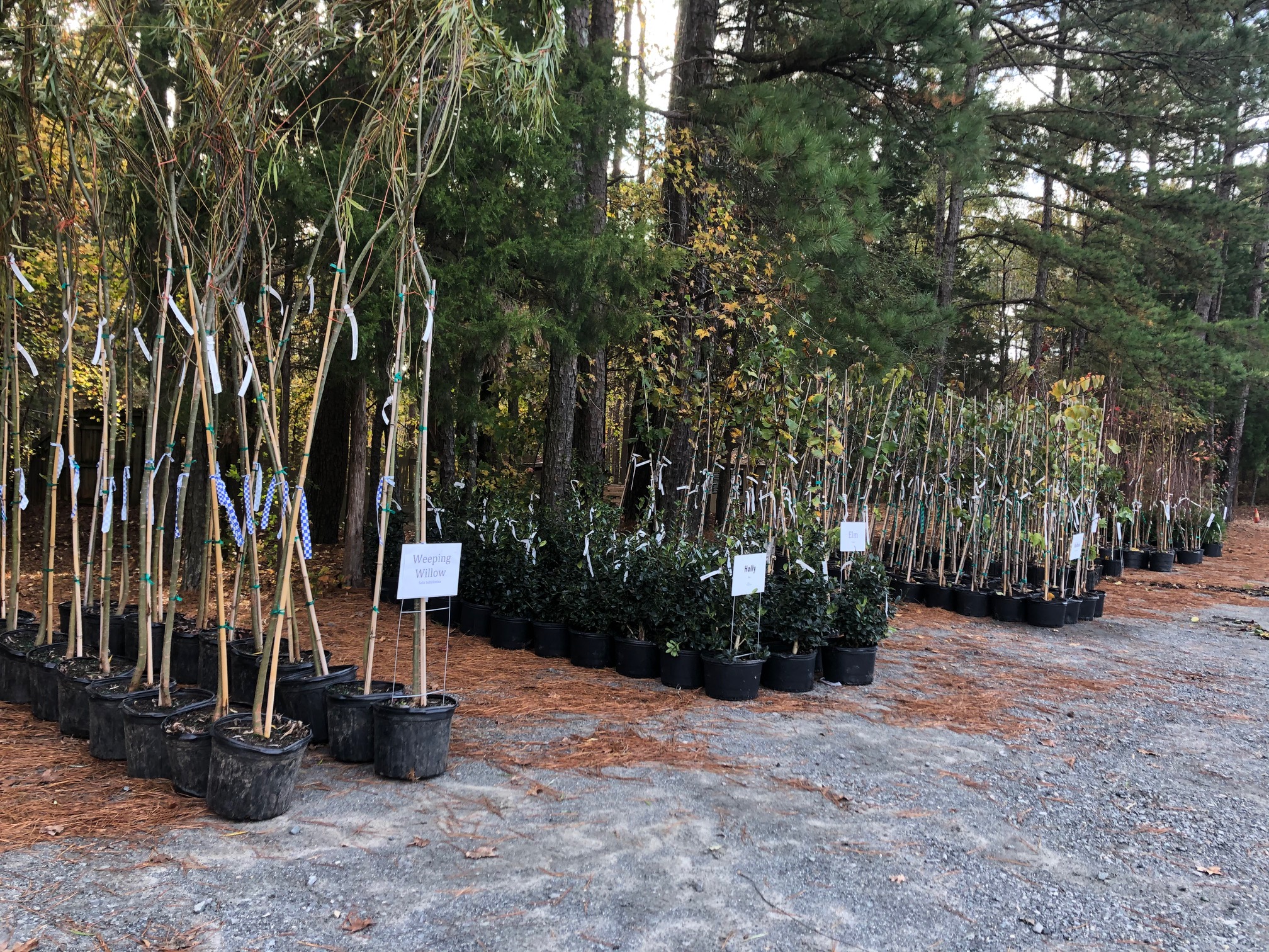 TreesCharlotte Tree Canopy Conservation Charlotte NC Nonprofit