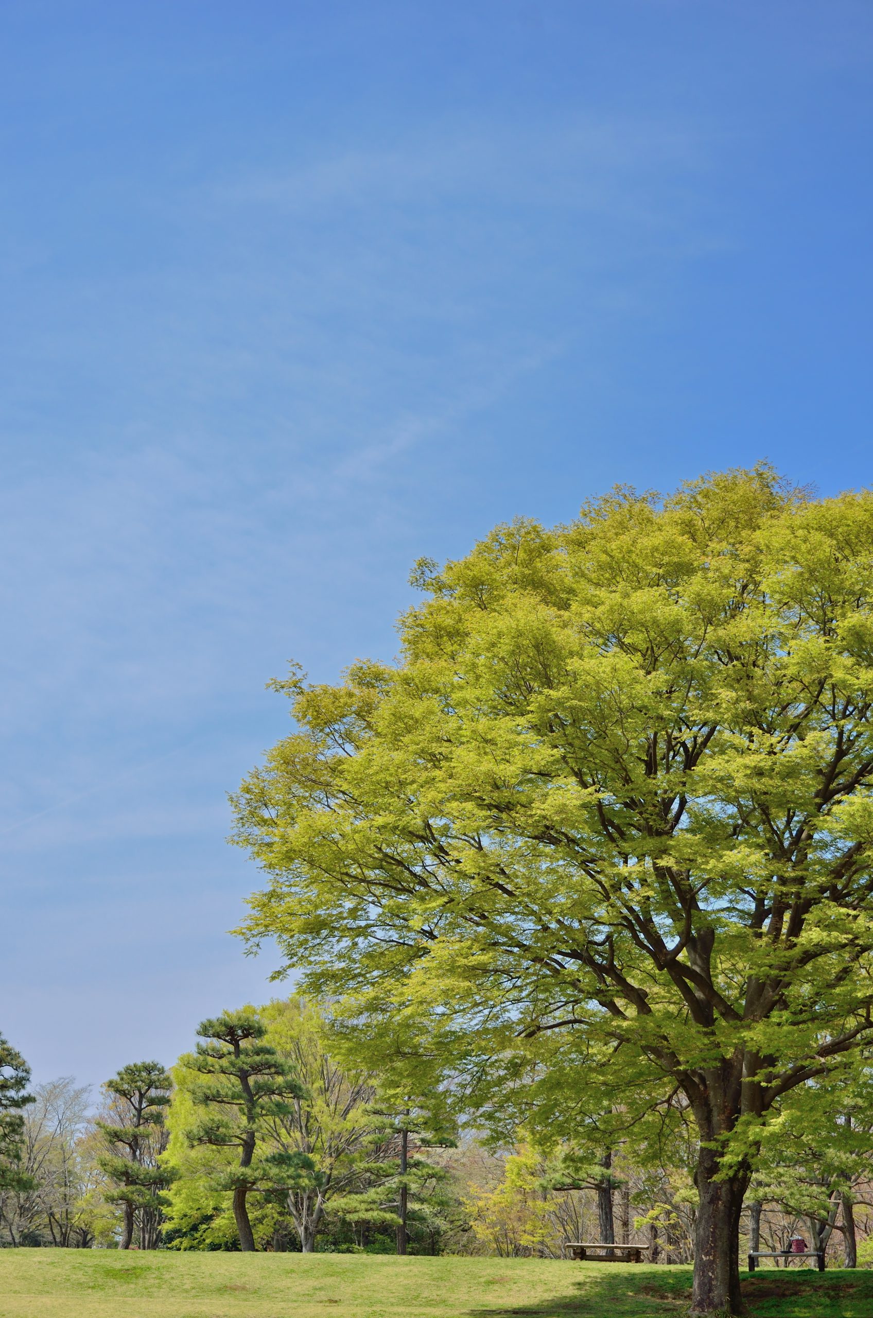 Treescharlotte Tree Canopy Conservation Charlotte Nc Nonprofit