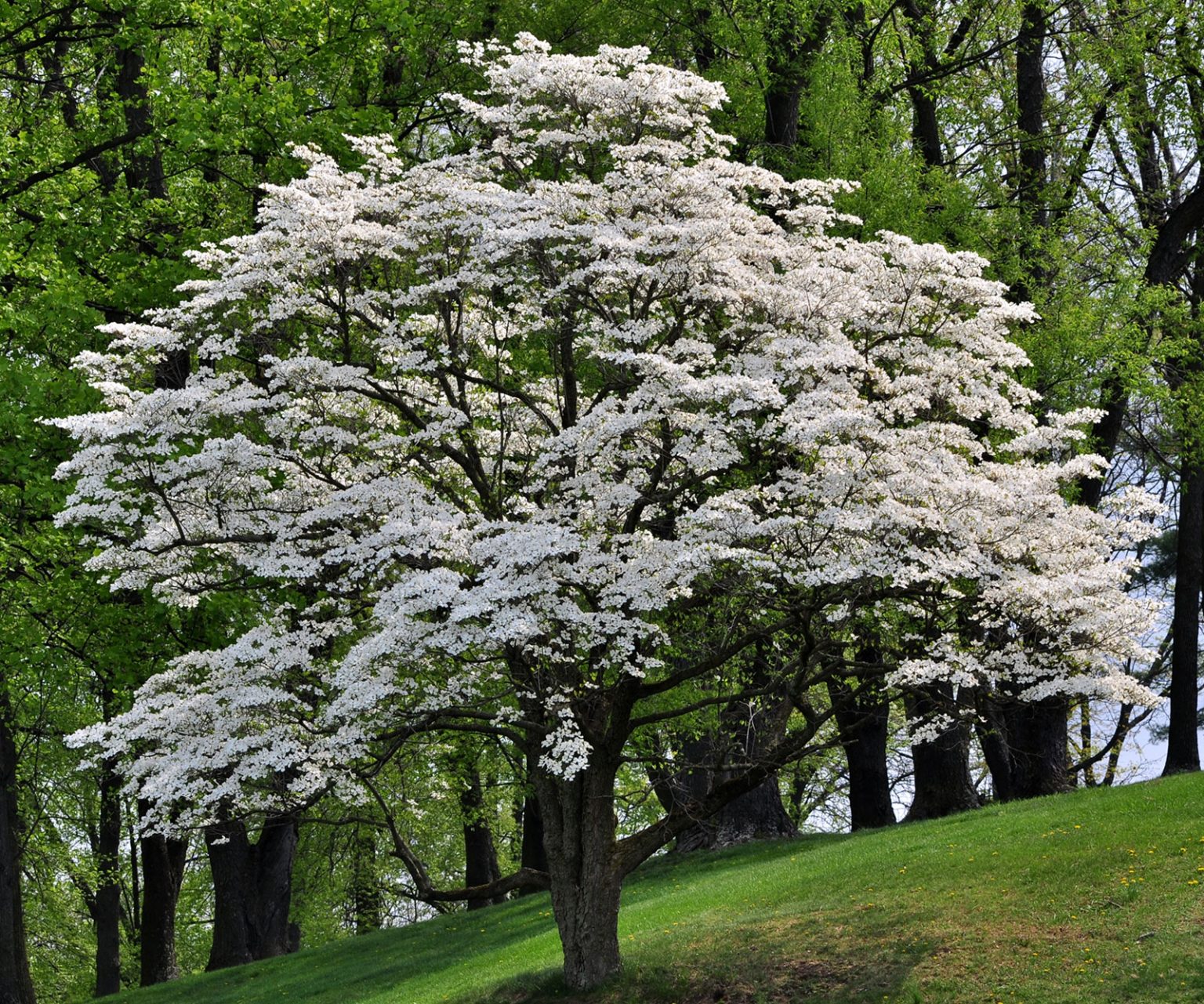 Tree of April 2021 Flowering Dogwood TreesCharlotte