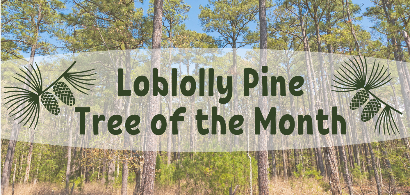 loblolly pine tree